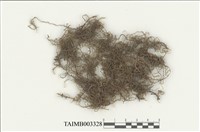 藏品(毛尖卷柏苔)的圖片